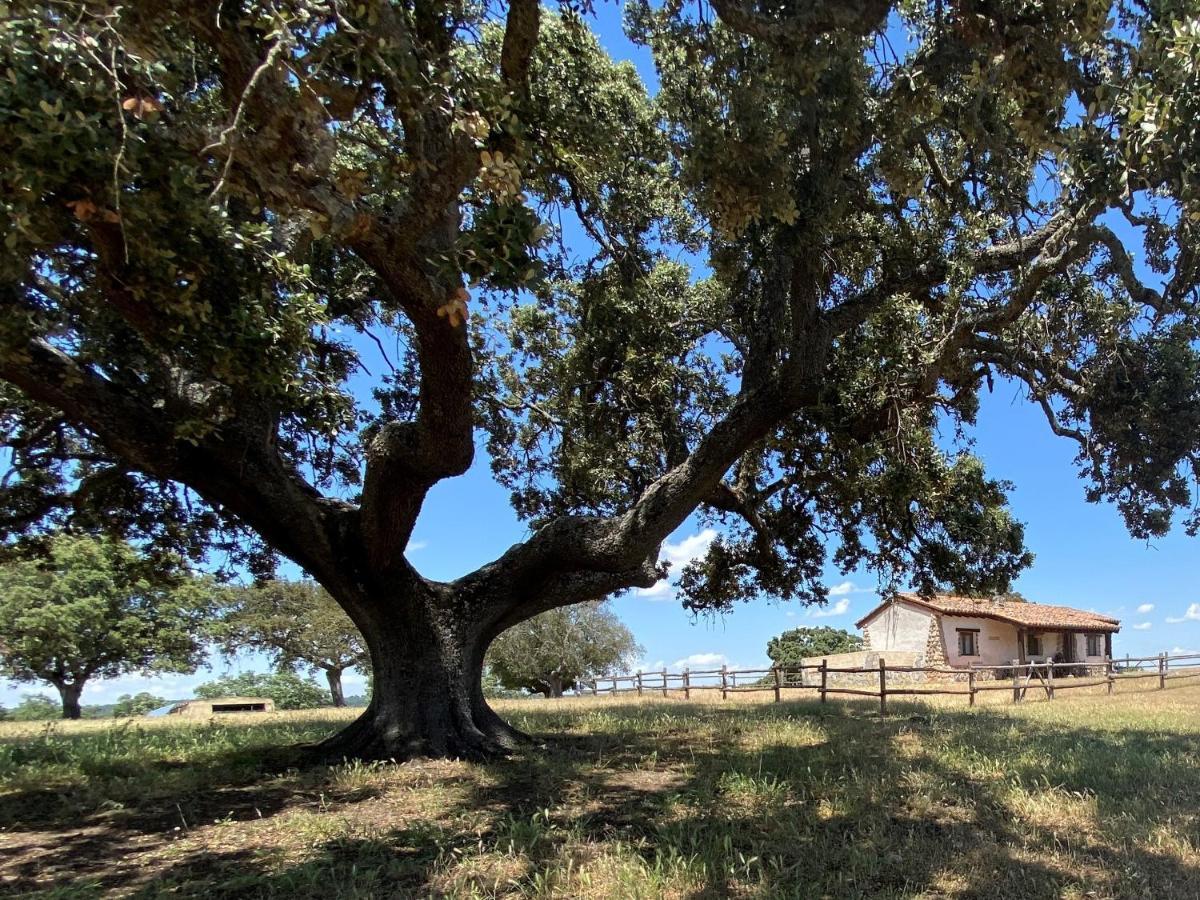 Eco-Lodge En La Reserva Privada Campanarios De Azaba - Proyecto De Conservacion Espeja エクステリア 写真