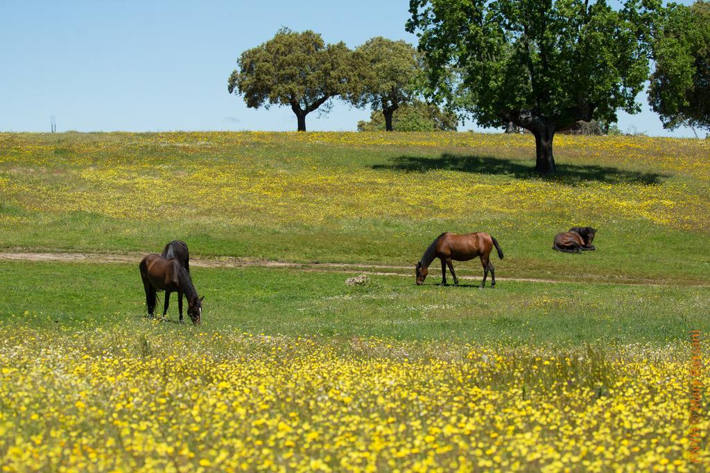 Eco-Lodge En La Reserva Privada Campanarios De Azaba - Proyecto De Conservacion Espeja エクステリア 写真