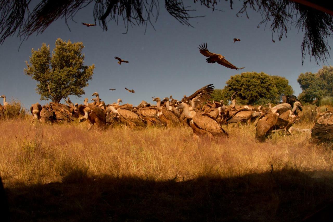 Eco-Lodge En La Reserva Privada Campanarios De Azaba - Proyecto De Conservacion Espeja エクステリア 写真