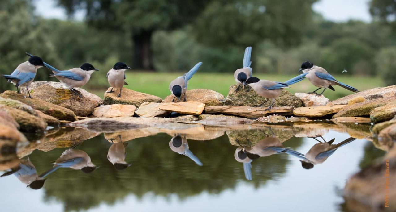 Eco-Lodge En La Reserva Privada Campanarios De Azaba - Proyecto De Conservacion Espeja エクステリア 写真